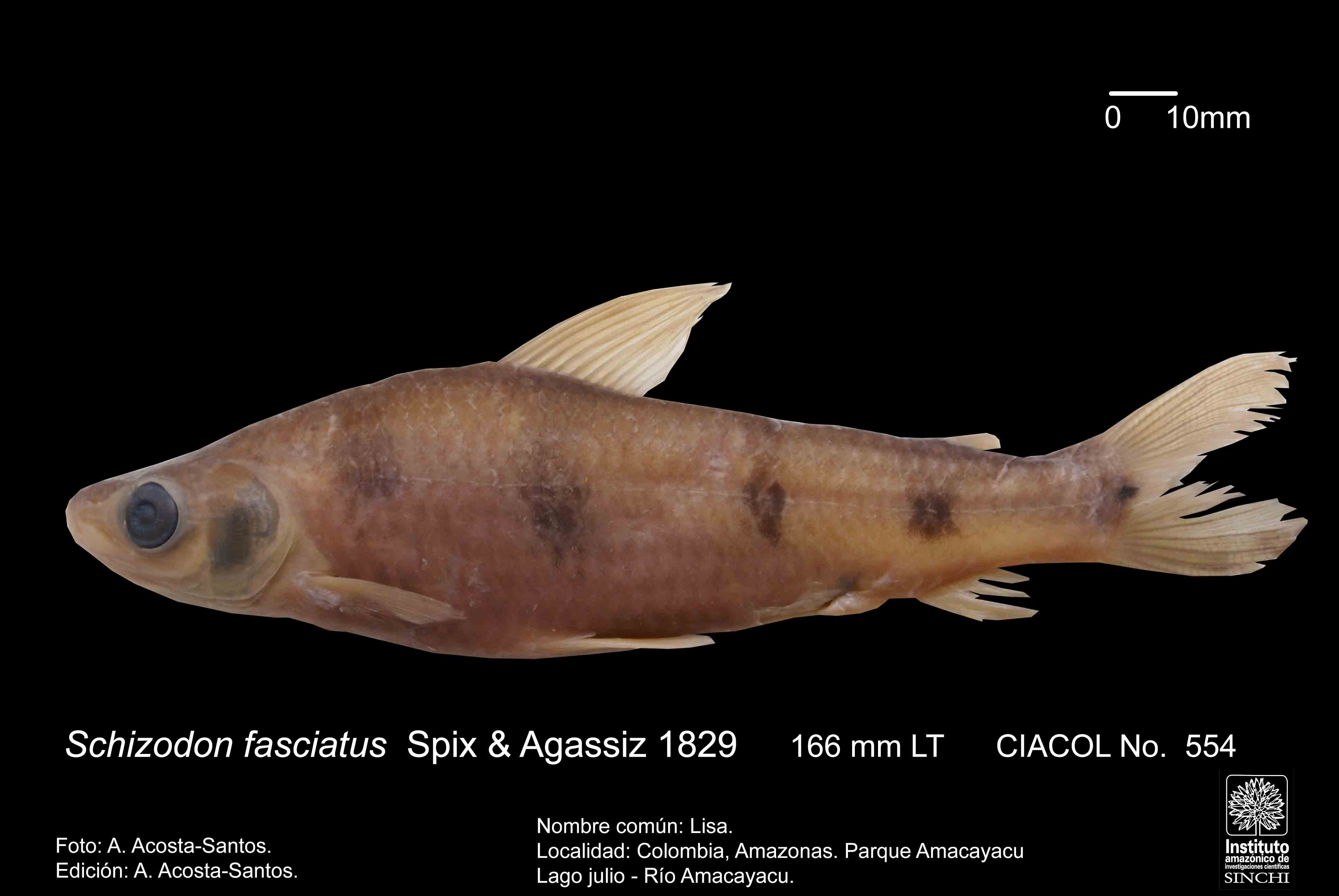 CIACOL