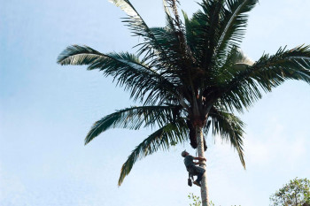 Cuatro décadas después, investigadores resuelven el misterio de una palma gigante de la Amazonia