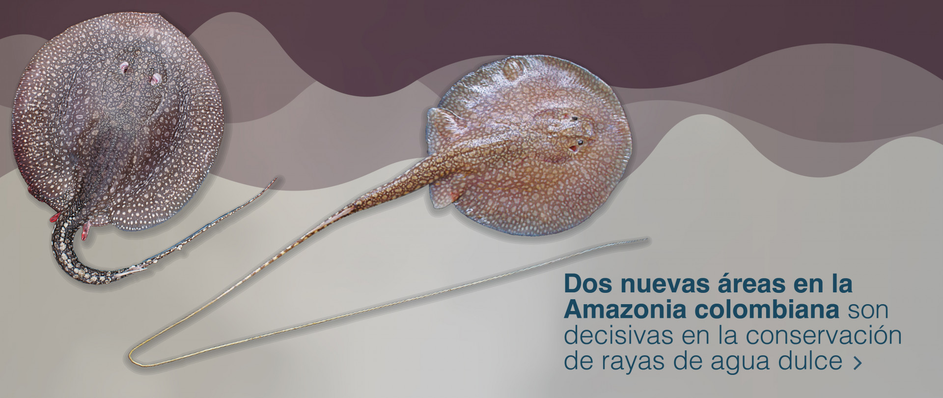 rayas 