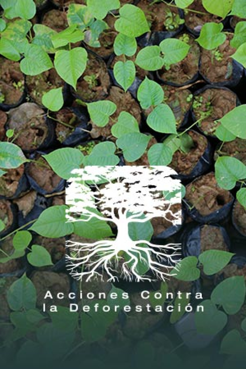 Conoce boton-acciones-contra-la-deforestacion